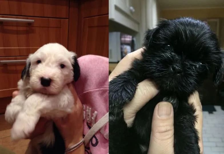 Psy jak pluszowy miś – rasy o uroczej, puszystej aparycji