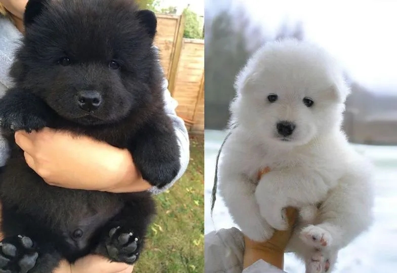 Psy jak pluszowy miś rasa - urocze rasy, które pokochasz